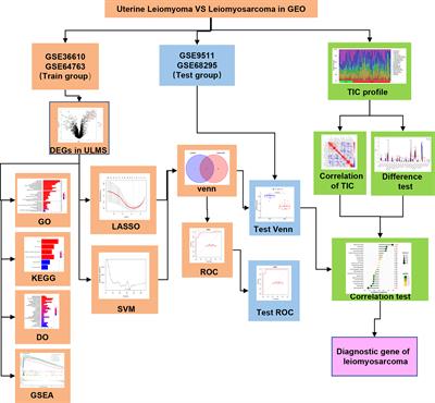 DPP6 and MFAP5 are associated with immune infiltration as diagnostic biomarkers in distinguishing uterine leiomyosarcoma from leiomyoma